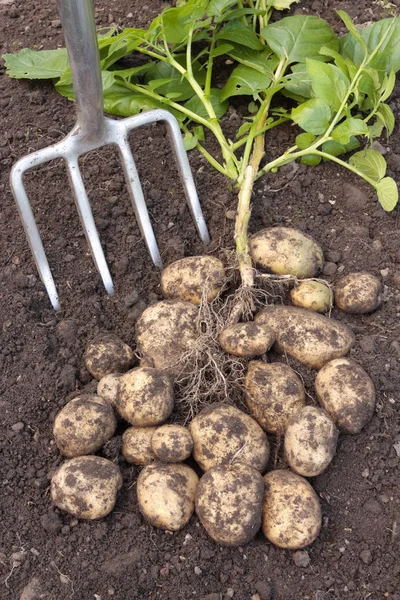 Freshly dug potatoes — Stock Photo, Image