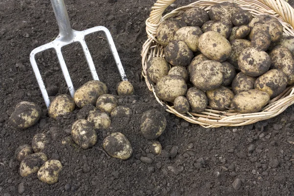 Čerstvě vykopané brambory — Stock fotografie