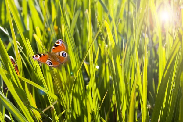 Blades of grass and flying butterfly — Stock Photo, Image