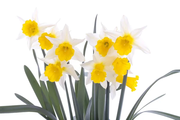 Daffodils isolated over white — Stock Photo, Image