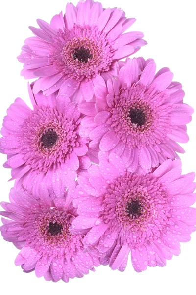 Gerbera rosa fiori su bianco — Foto Stock