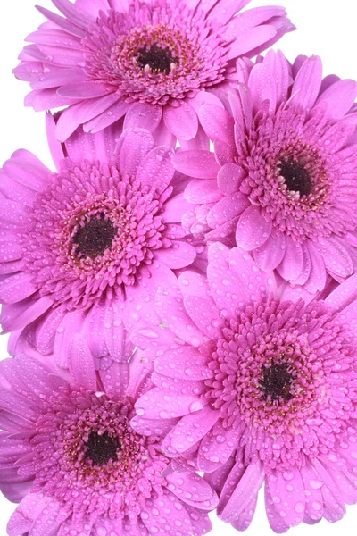 Flores rosa Gerbera sobre branco — Fotografia de Stock