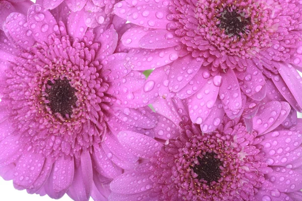 Gerbera rózsaszín virágok felett fehér — Stock Fotó