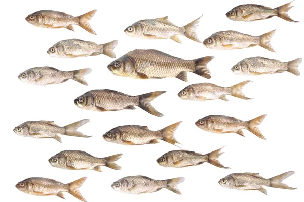 stock image Carp fish backround over white