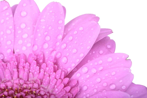 Roze gerbera bloem over Wit — Stockfoto