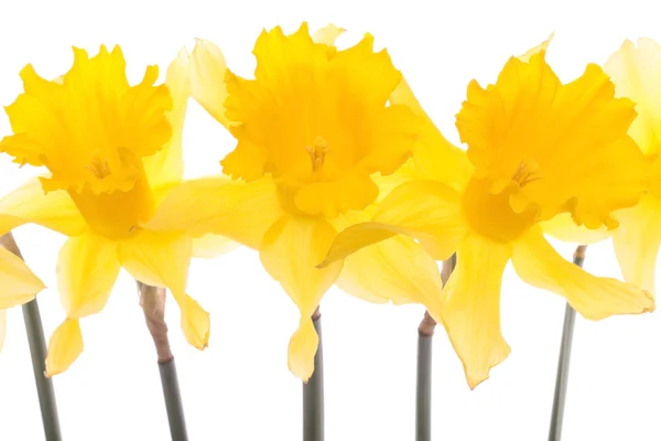 Yellow daffodils over white background — Stock Photo, Image