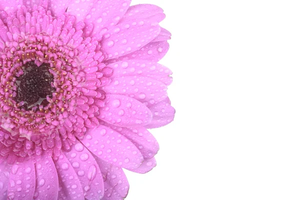 Gerbera rosa fiore su bianco — Foto Stock