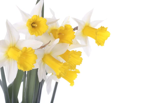 Daffodils isolated over white — Stock Photo, Image