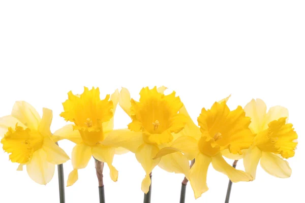 Yellow daffodils over white background — Stock Photo, Image