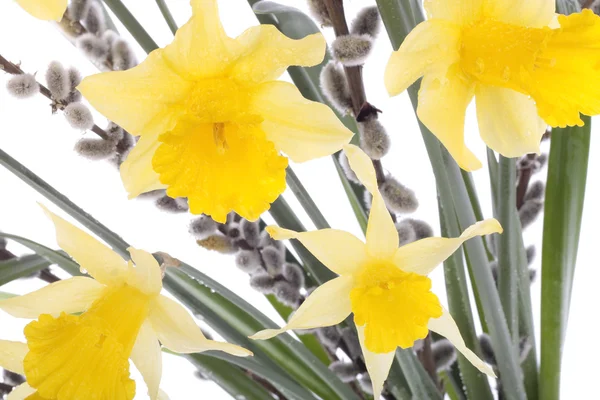 Весняні квіти і верба над білими — стокове фото