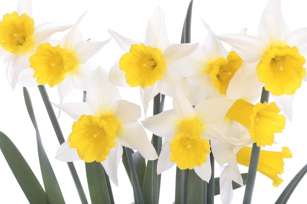 Daffodils isolado sobre branco — Fotografia de Stock