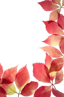 Autumn leves over white clipart