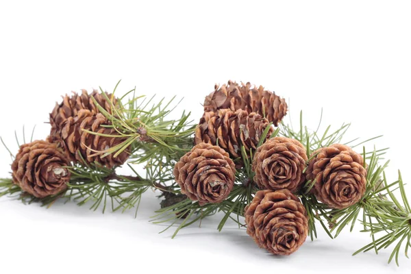 Fa ágai a pinecones, őszi — Stock Fotó