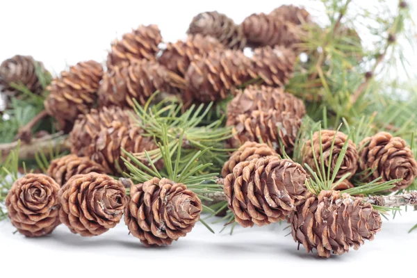 흰색 위에 pinecones — 스톡 사진