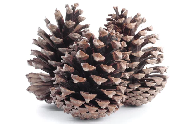 Pinecones no outono — Fotografia de Stock
