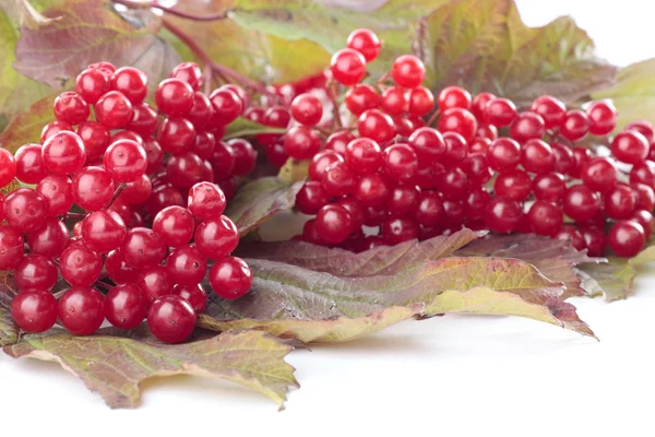 Ripe red berries over white — Stock Photo, Image