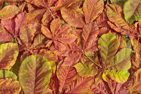 Podzimní listí na trávník — Stock fotografie