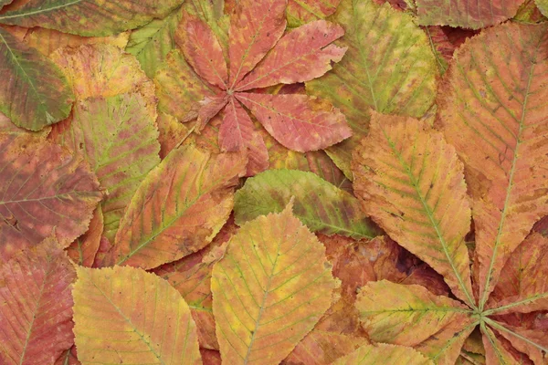 Folhas de outono no gramado de grama — Fotografia de Stock