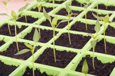 Seeds tray closeup over white clipart