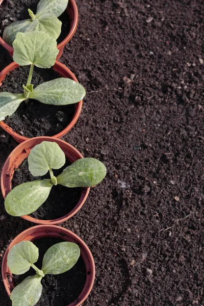 Vegetable seedlings closeup in pots — Stock Photo, Image