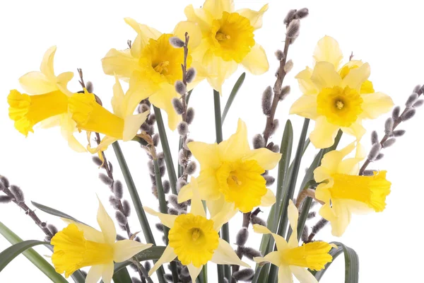 Frühlingsblumen und Weidenstämme über weißem Rücken — Stockfoto