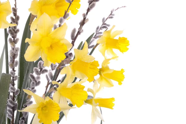 Blumen und Weidenstämme über weiß — Stockfoto