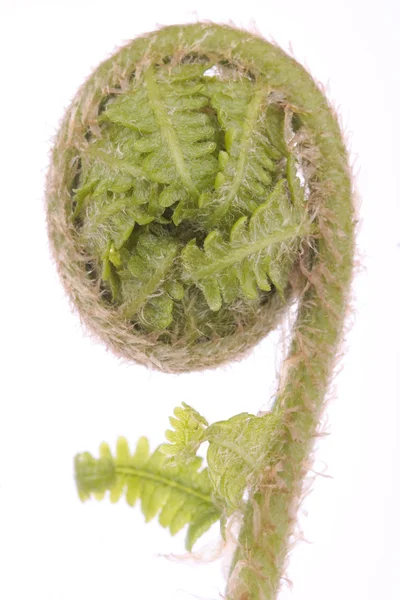 Kıvrılmış fern yaprak detay — Stok fotoğraf