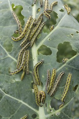 caterpillas haşere ile kaplı lahana yaprağı