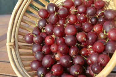 Red Gooseberries closeup