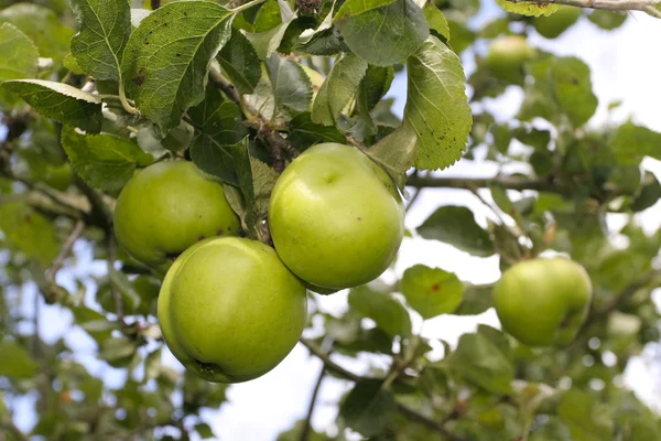 Olgun pişirme elma ağacı üzerinde — Stok fotoğraf