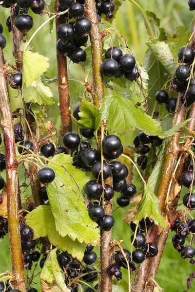 Gäng mogna svarta vinbär buske växt — Stockfoto