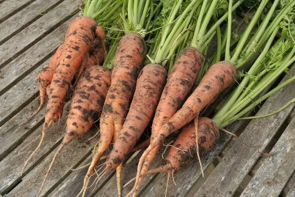 Freshly dug out organic carrots on garden table — Stock Photo, Image
