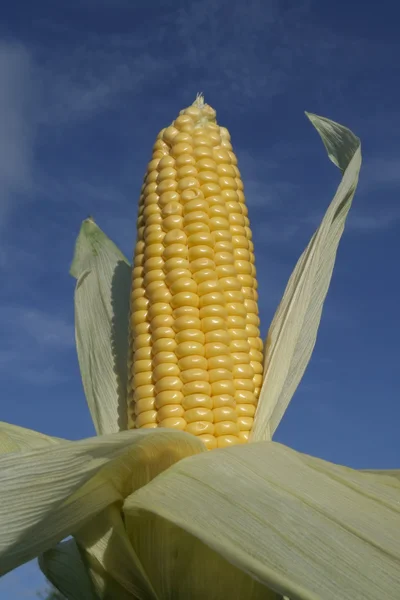 Ripe corn cob closeup growing in summer time — Stock Photo, Image