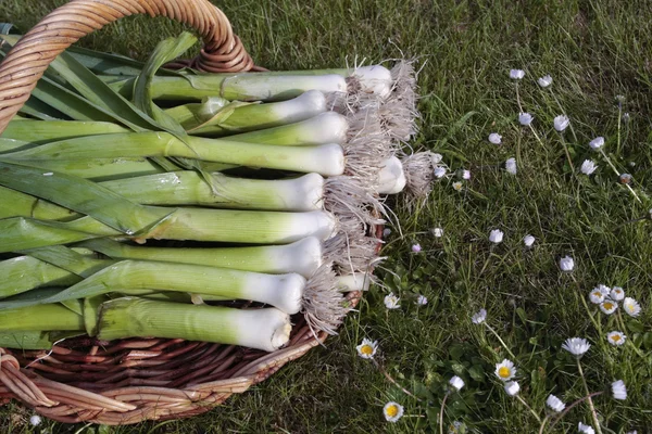 Freshly dug out leeks with roots on basket — Stock Photo, Image