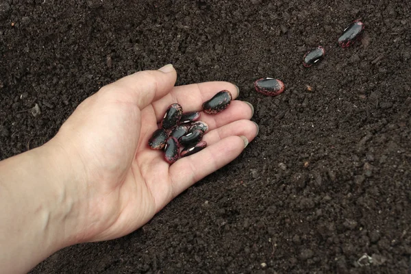 Sadzenie nasion warzyw w przygotowanej gleby — Zdjęcie stockowe