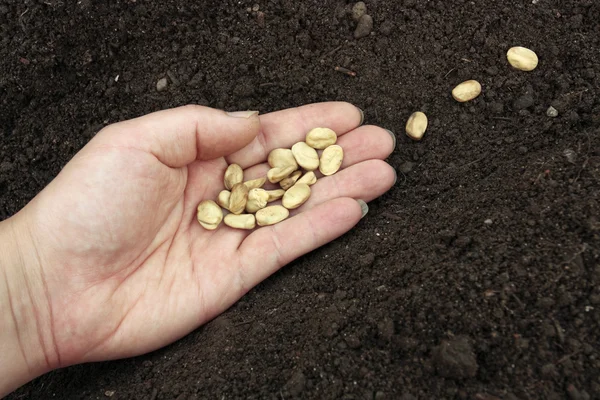 Planting of vegetable seeds in prepared soil