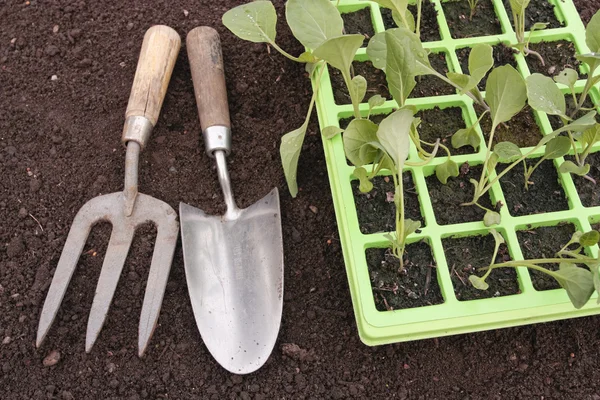 Sadzonki warzywo zbliżenie rośnie w zasobniku — Zdjęcie stockowe