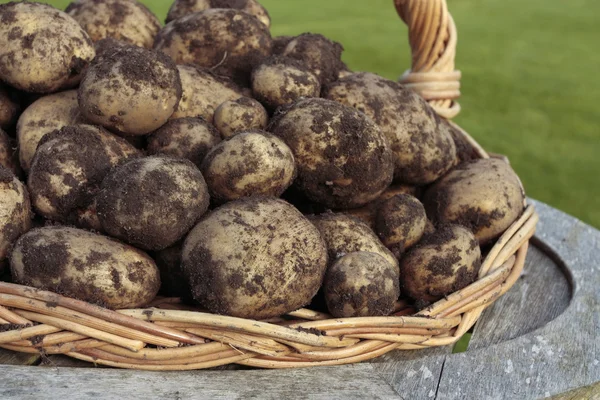 Freshly dug potatoes crop — Stock Photo, Image