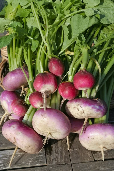 Raíz verduras primer plano en la cesta — Foto de Stock