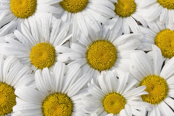 White Daisy flowers bunch close up — Stock Photo, Image