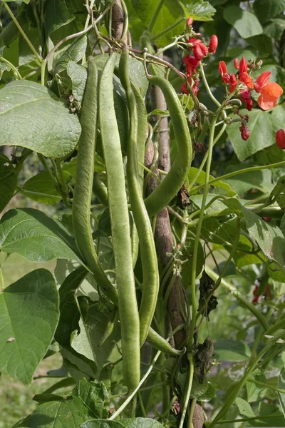 Runner beans growing on vine close up