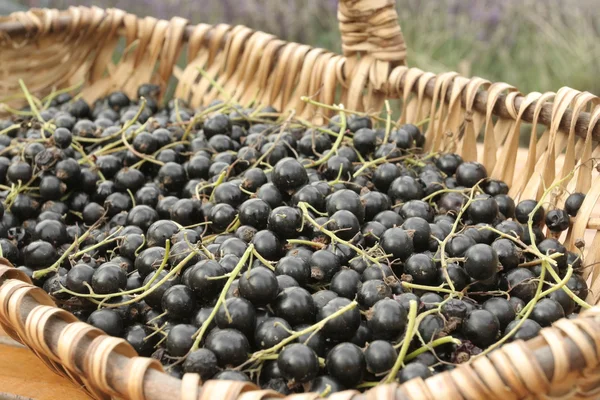 Bunch of ripe Black currants on willow basket — Stock Photo, Image