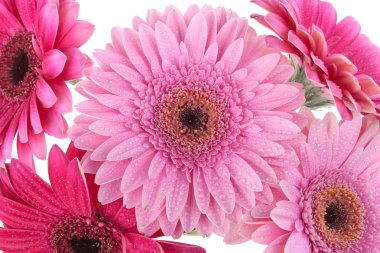 Pembe gerbera çiçeği beyaza izole edilmiş.