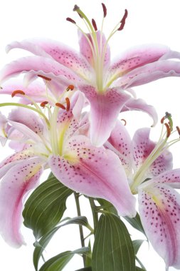 Pink lily flower over white background clipart