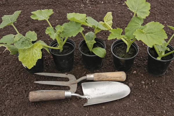 Vegetable seedlings closeup growing in pots — Stock Photo, Image