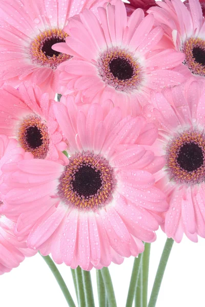 Růžová gerbera květiny izolované na bílém — Stock fotografie