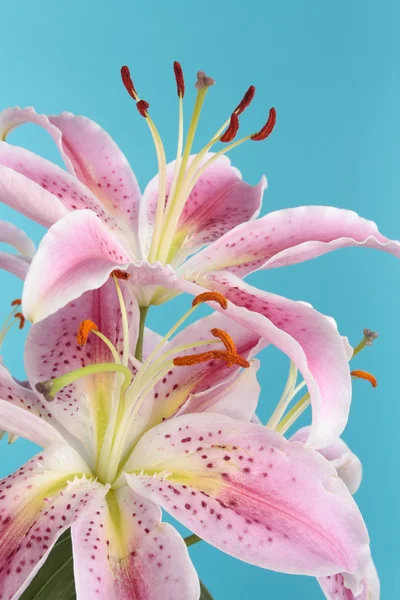 Mavi arka plan üzerinde pembe lily çiçek — Stok fotoğraf