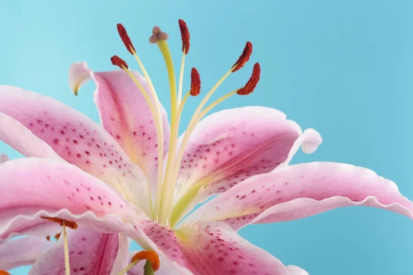 Pink lily flower over blue — Stock Photo, Image
