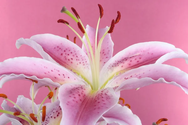 粉色百合花在粉红色的背景 — 图库照片