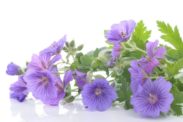 Lila Blumen auf weißem Hintergrund — Stockfoto